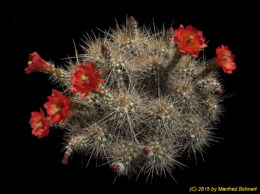 Echinocereus santariensis L1544 1553